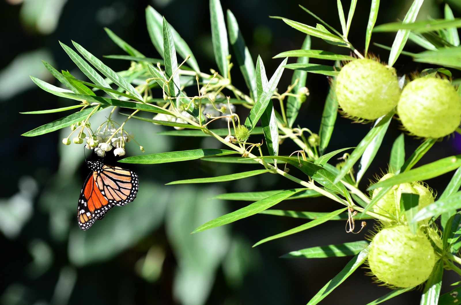10 BALLOON MILKWEED Hairy Balls Butterfly Weed Asclepias Gomphocarpus Physocarpu