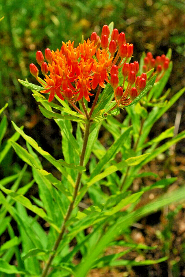 MILKWEED 100 SEEDS, ASCLEPIAS TUBEROSA, ORANGE BUTTERFLY WEED, grown in the USA