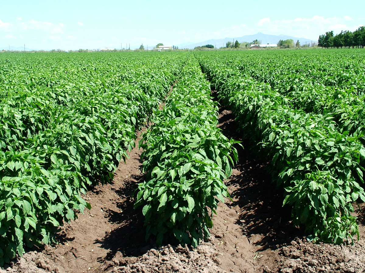Barker’s New Mexico hot pepper seeds non-gmo heirloom open pollinated HOTTEST!