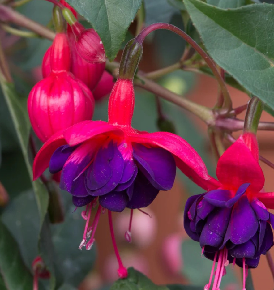 Voodoo Fuchsia Plant – 3-6″ Tall – 6″ Pot – Fuchsia hybrid – Double Purple & Red