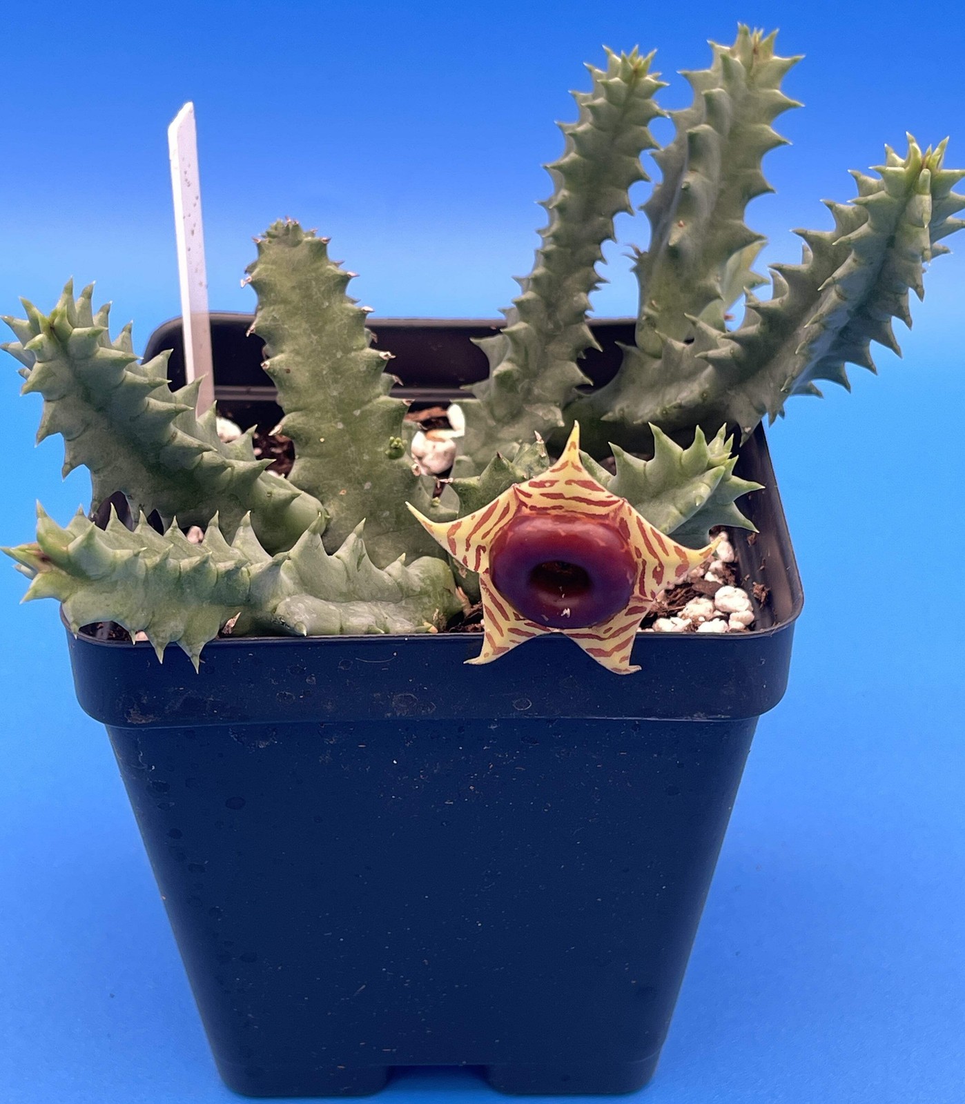 Life saver Cactus – Rooted in 3.5″ Pot – Flowering Size Huernia Zebrina