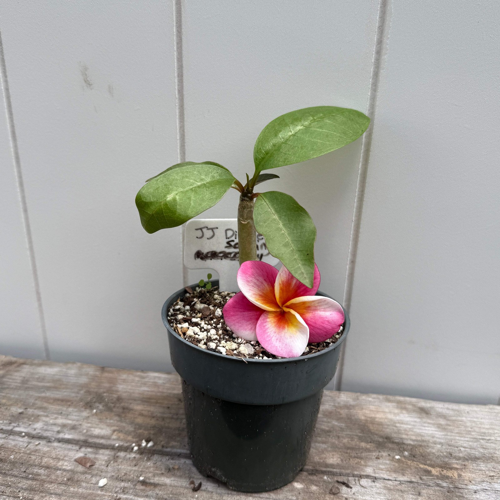 1 year Plumeria Seedlings, Make your own 3-Pack