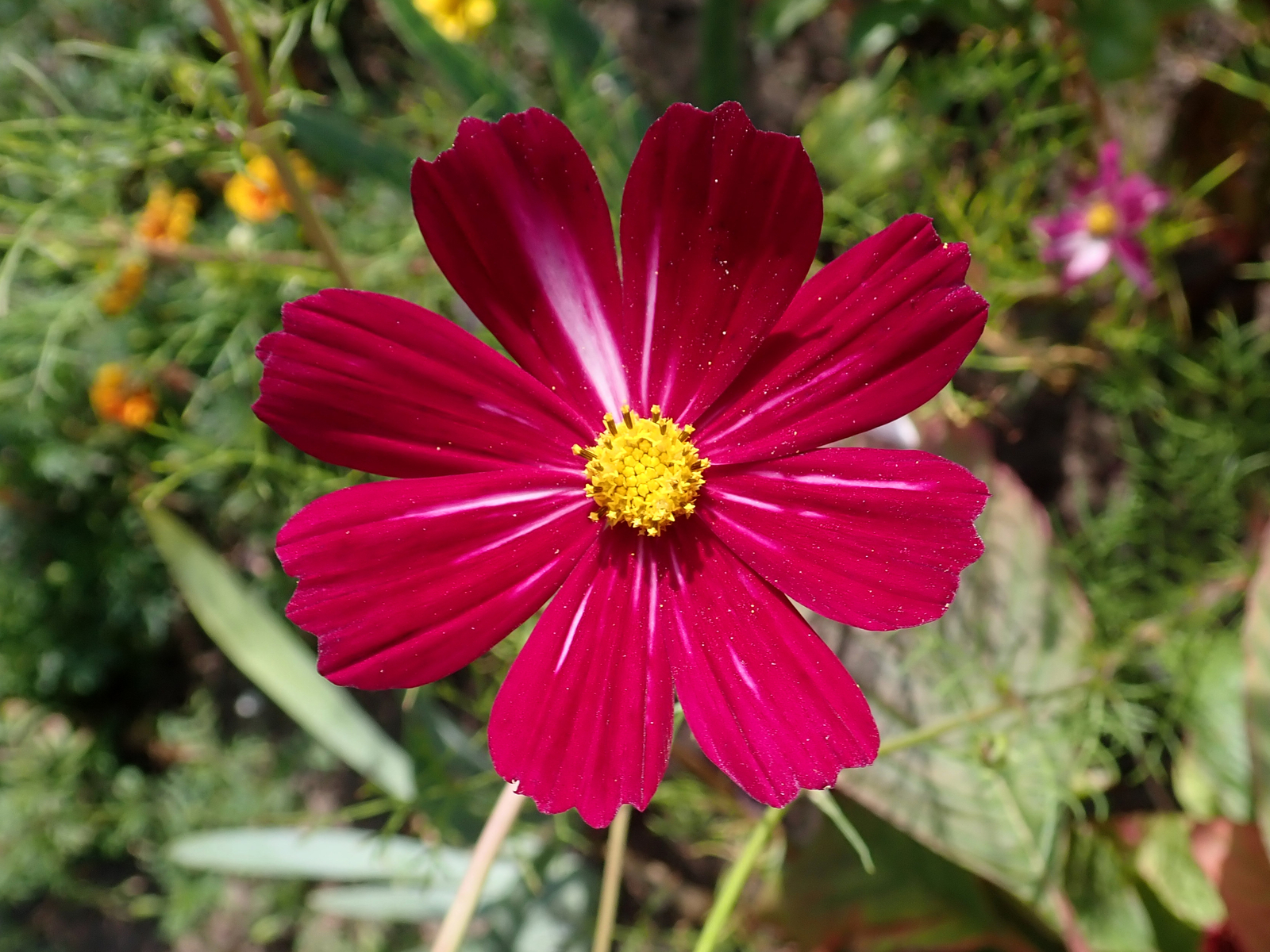 2,000 COSMOS BIPINNATUS Seeds (Dazzler Cosmos) | NON-GMO | Free shipping