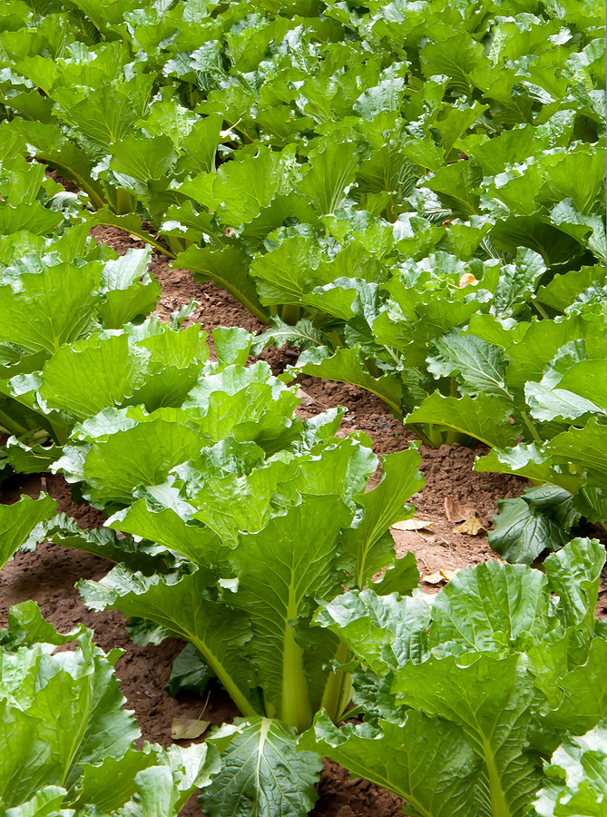601+MICHIHILI Cabbage Seeds Organic Asian Spring Fall Vegetable Garden Container