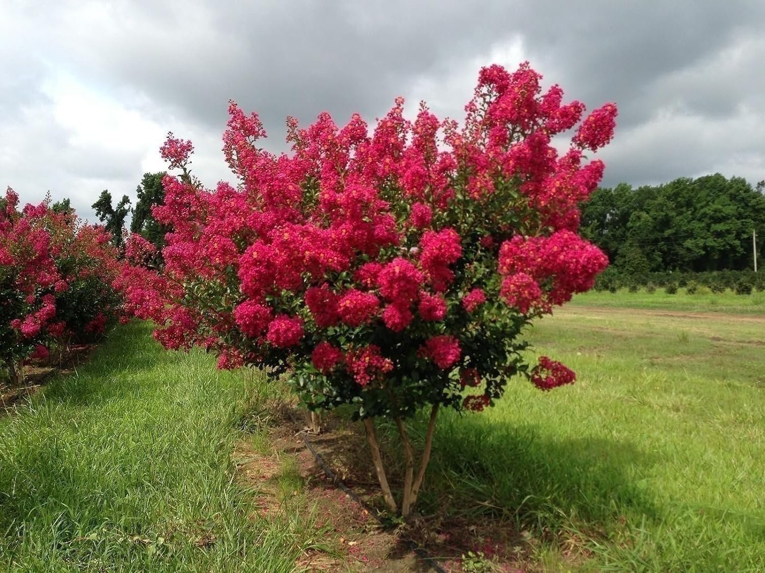 Crape Myrtle Tonto | Live Plants | Fuchsia Red/Pink Blooms, Premium Live…