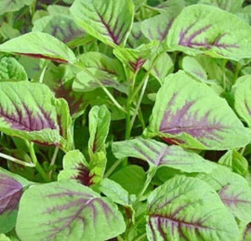 100 Red Amaranth, Chinese Spinach, Yin Cho or Callaloo SEEDS /Garden USA 红心苋菜