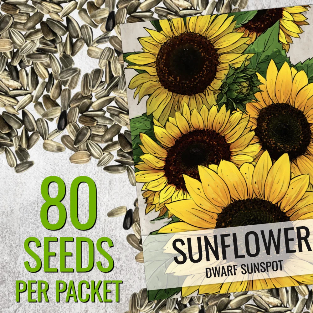 Dwarf Sunspot Sunflower Seeds For Planting (Helianthus annuus)
