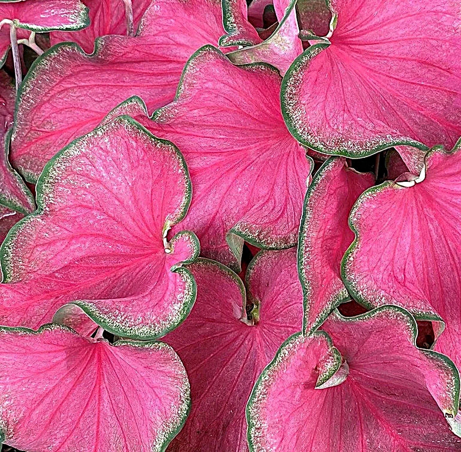 Caladium ”Passionista” Size#2(2 bulbs) (You get 2 bulbs)