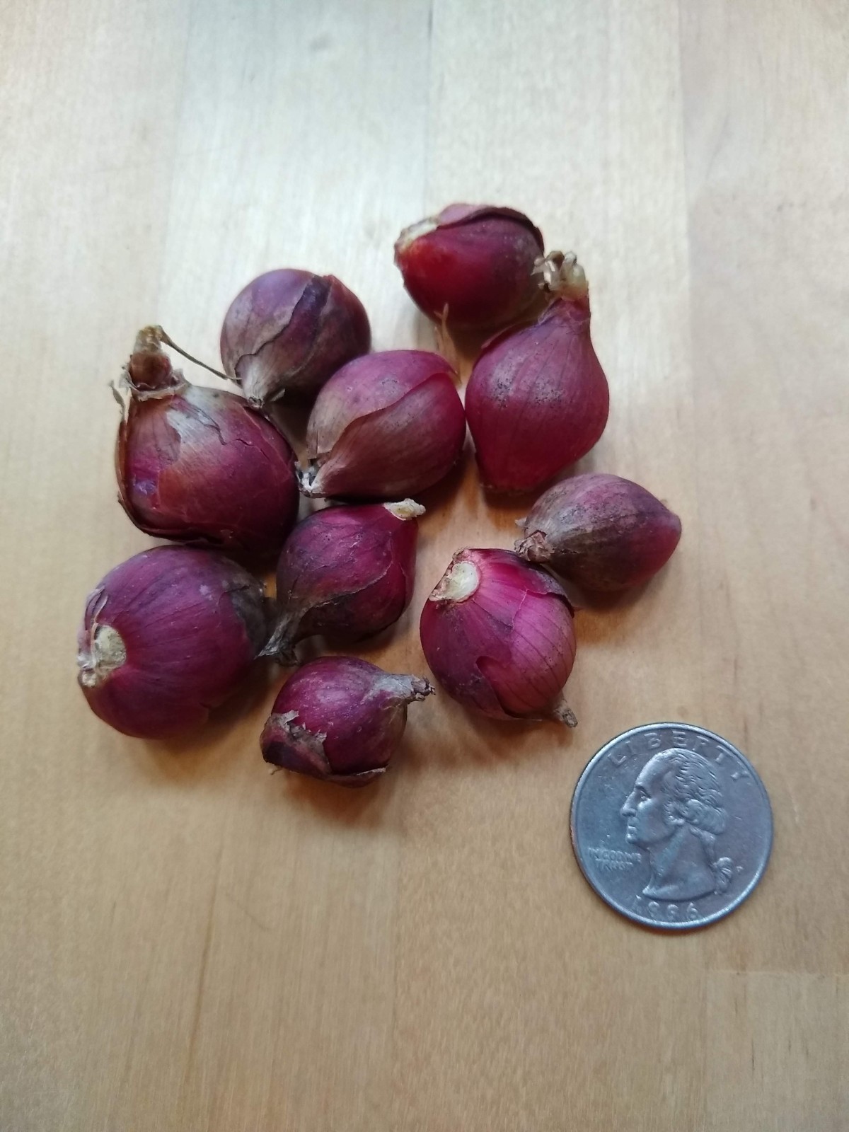 Egyptian Walking Onion Top Sets ~ heirloom ~ 10 to 250 bulbils