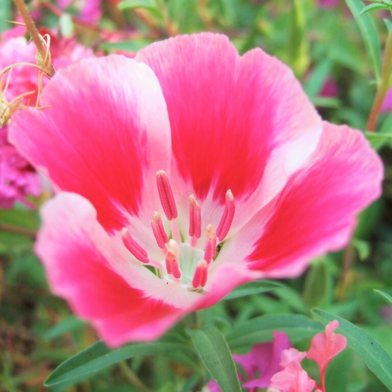 Farewell to Spring Godetia Seeds |Clarkia Amoena PinkRed Cherry Flower Seed 2024