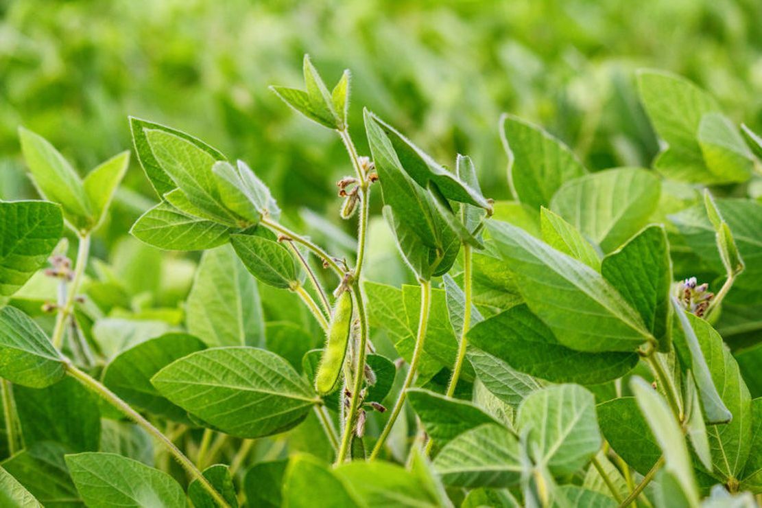 500 Black Laredo Forage Soybean Seeds E202, Non GMO For Wildlife Nitrogen Fixer