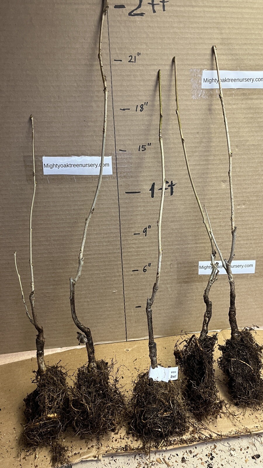 Wisteria floribunda Anwen 8-10 inches tall, grafted plant, New Variety