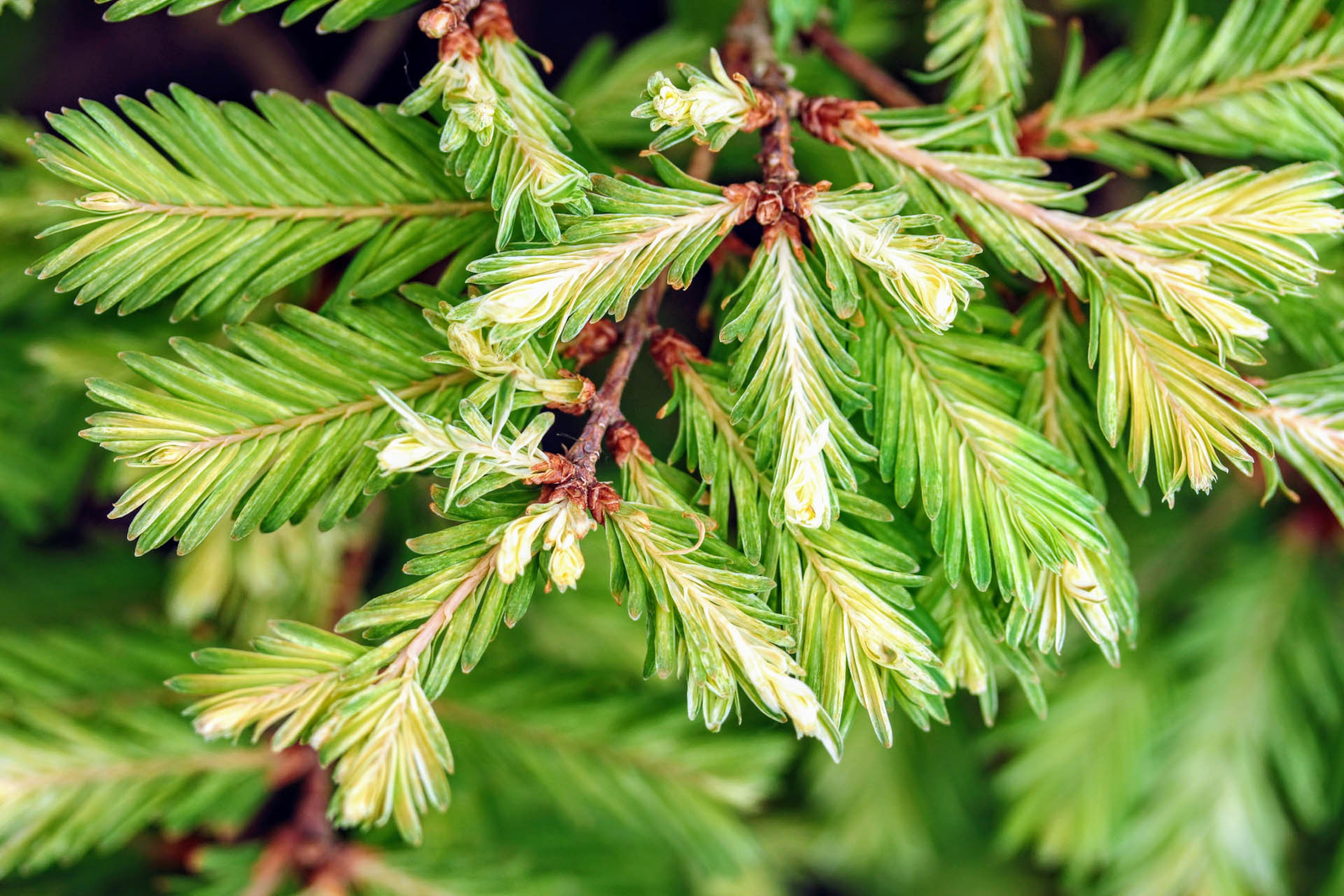 Metasequoia glyptostroboides ‘Schirrmann’s Nordlicht’ – North Light Dawn Redwood