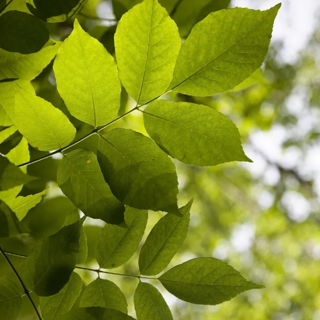 20 White Ash tree seeds