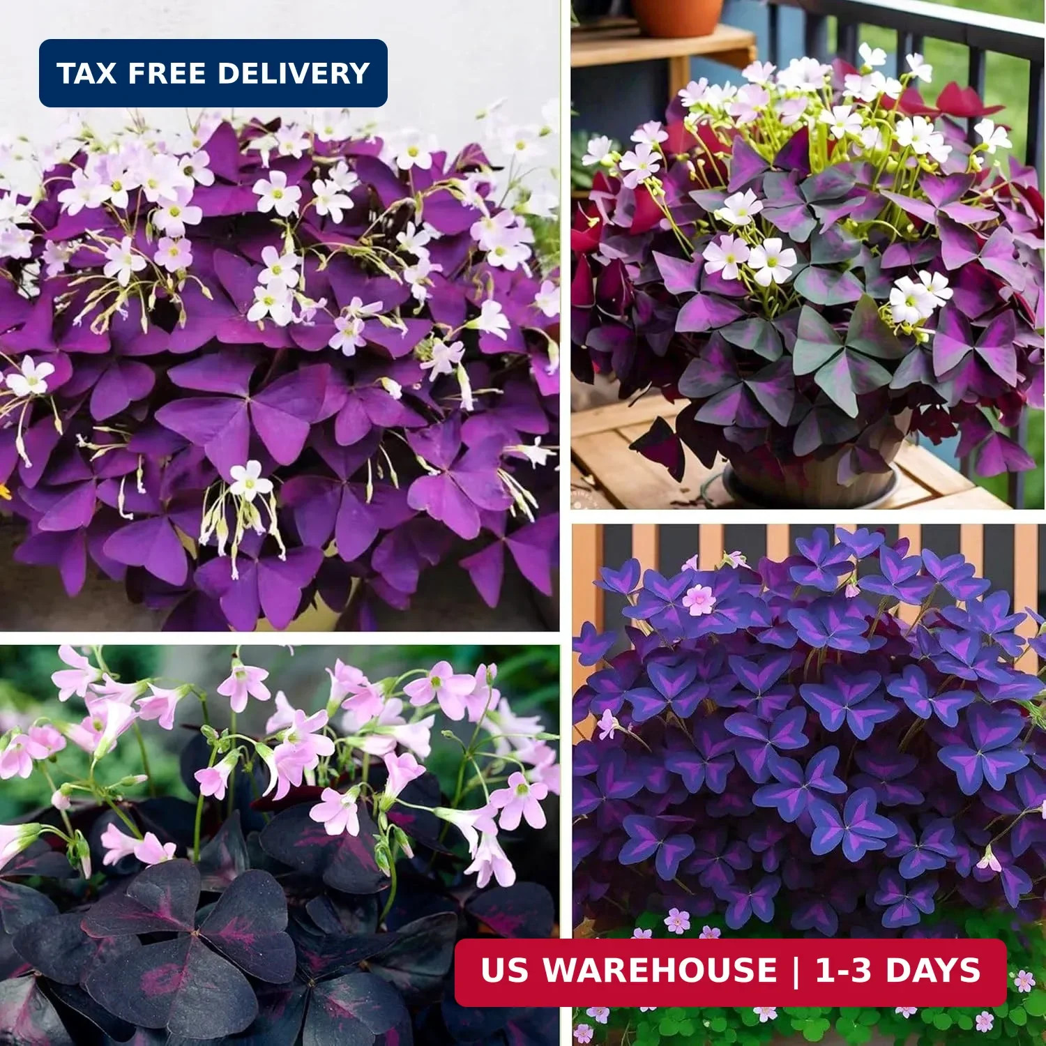 12+Oxalis Triangularis Flowers Seed for Planting Indoors Outdoors-Shamrocks Bulb