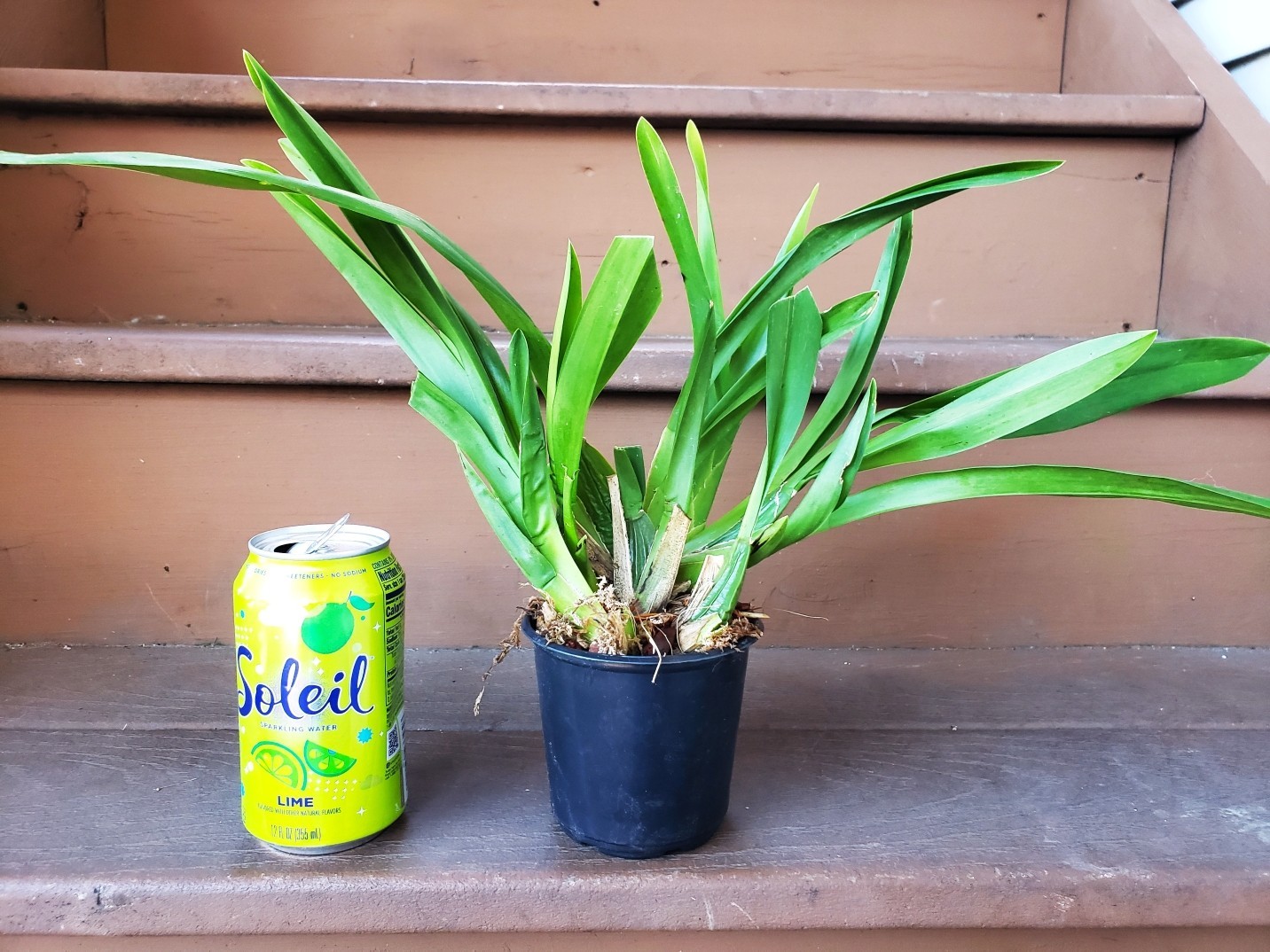 The Catatante ‘Sun King’ Orchid – Beautiful colorful blooms – Easy to grow !