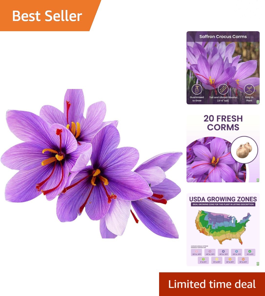 Cultivate Rare Saffron with 20 Jumbo Crocus Sativus Corms – Attracts Pollinators