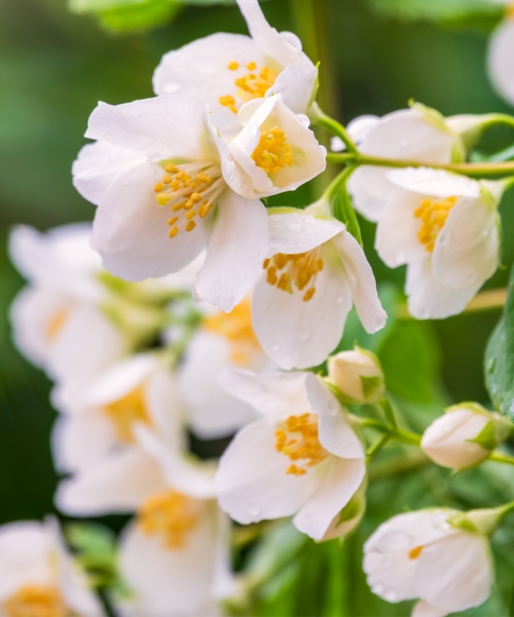 10 Sweet Mock Orange Fresh Unrooted Cuttings for Rooting