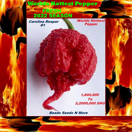 “Worlds Hottest Pepper” Carolina Reaper – HB22a – 1000+ Seeds