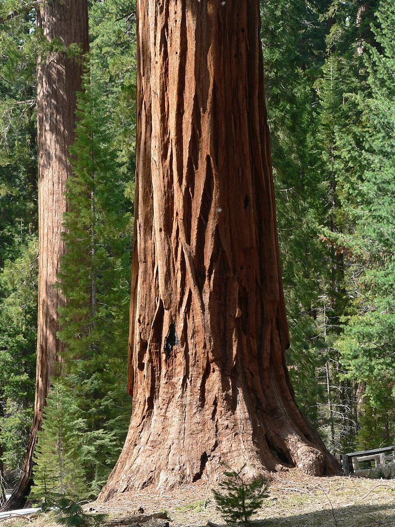 Giant Sequoia, Sequoiadendron giganteum, Tree Seeds (Fast, Evergreen)