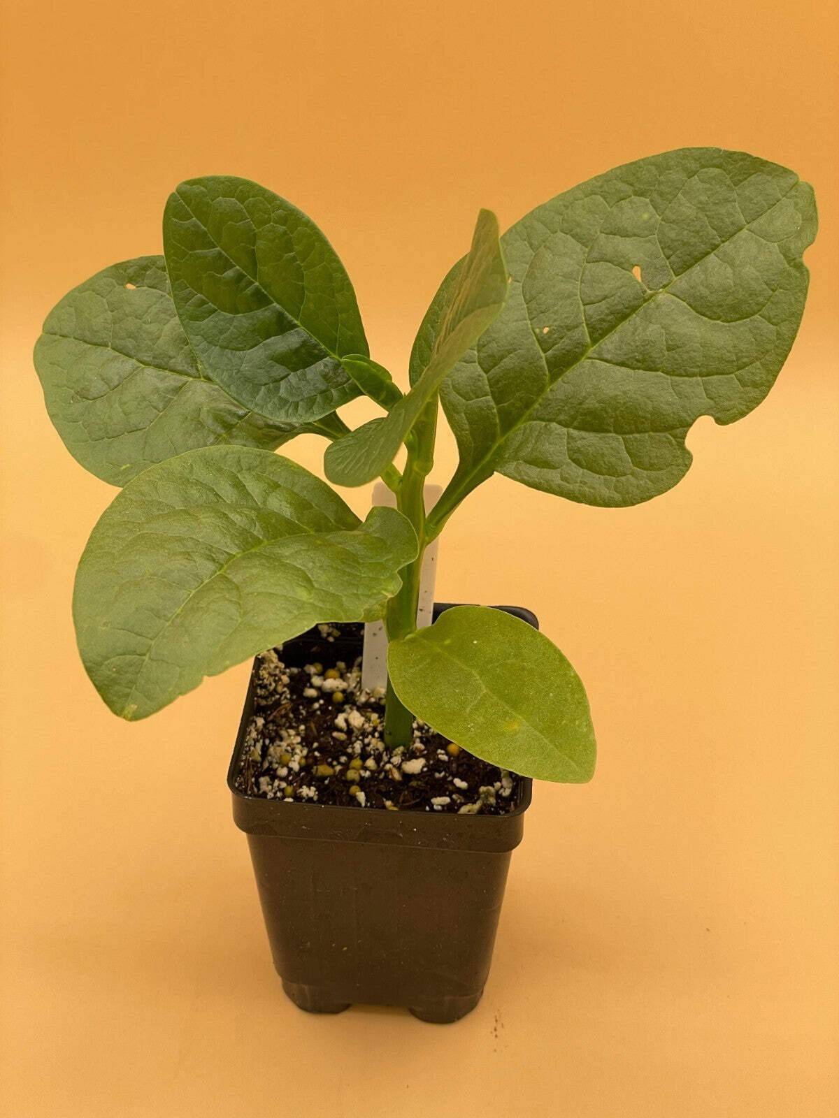 Malabar Spinach Green Live Plant 3″ Starter Plant – Basella rubra Alba