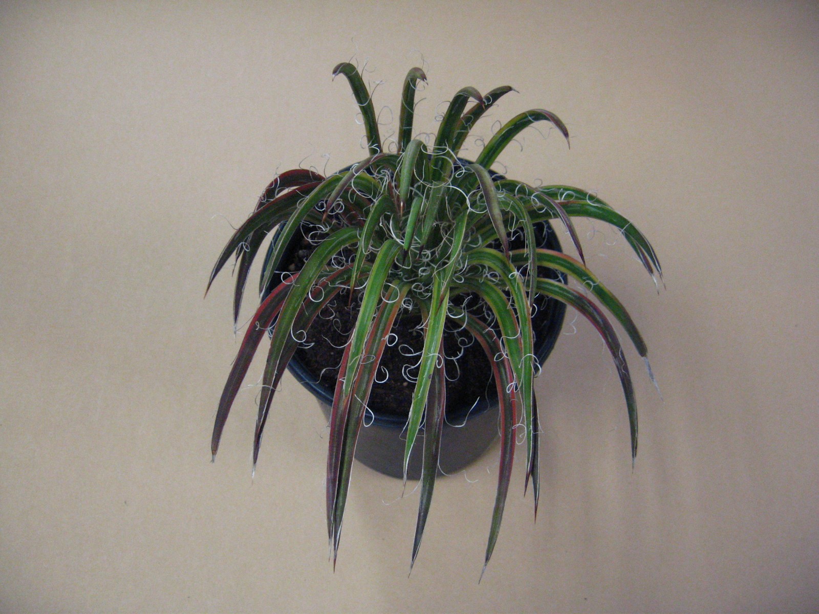 Agave “Leopoldii II” Marginata Aurea — Rare Succulent
