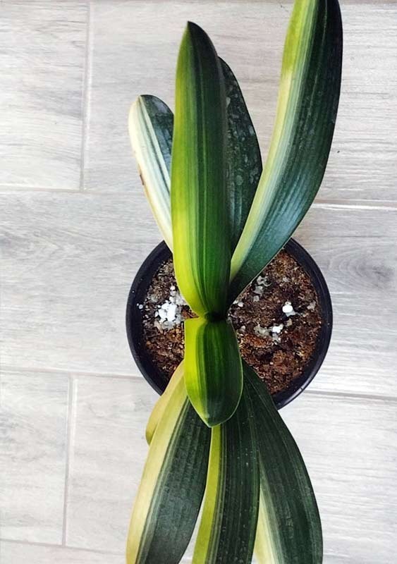 Variegated Clivia 君子兰 彩兰 黑武士 Black Warrior Mandarin Duck with pot