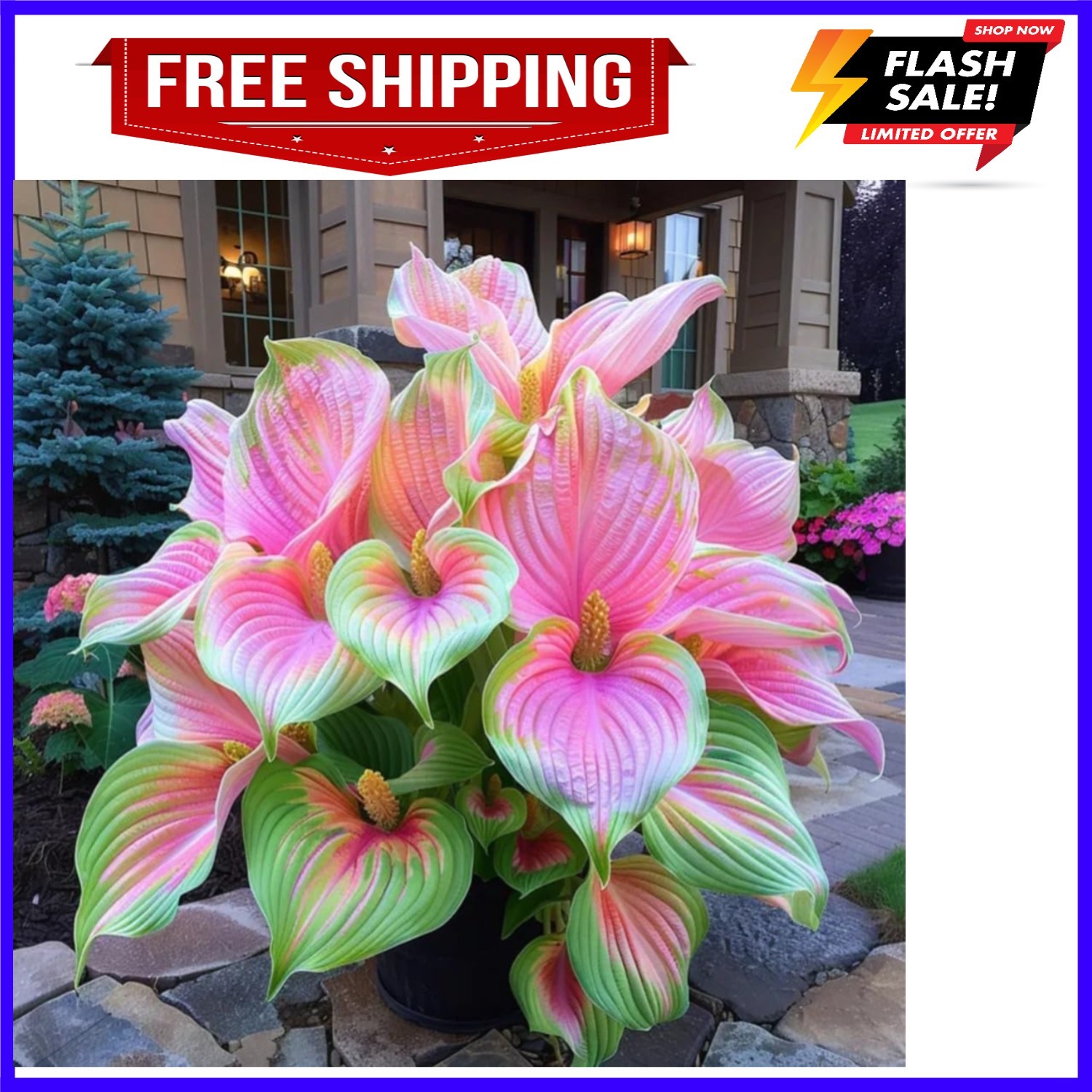 Pink Princess Caladium Bulbs for Planting – Beautiful Spotted Leafs Stand Out…