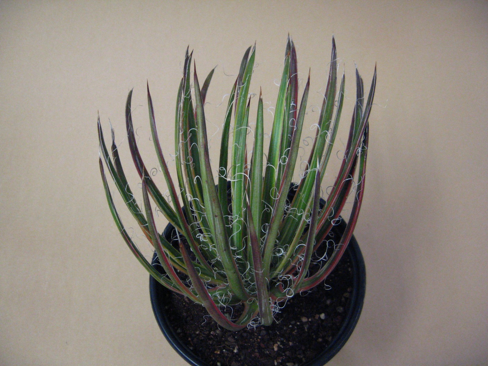 Agave “Leopoldii II” Marginata Aurea — Rare Succulent