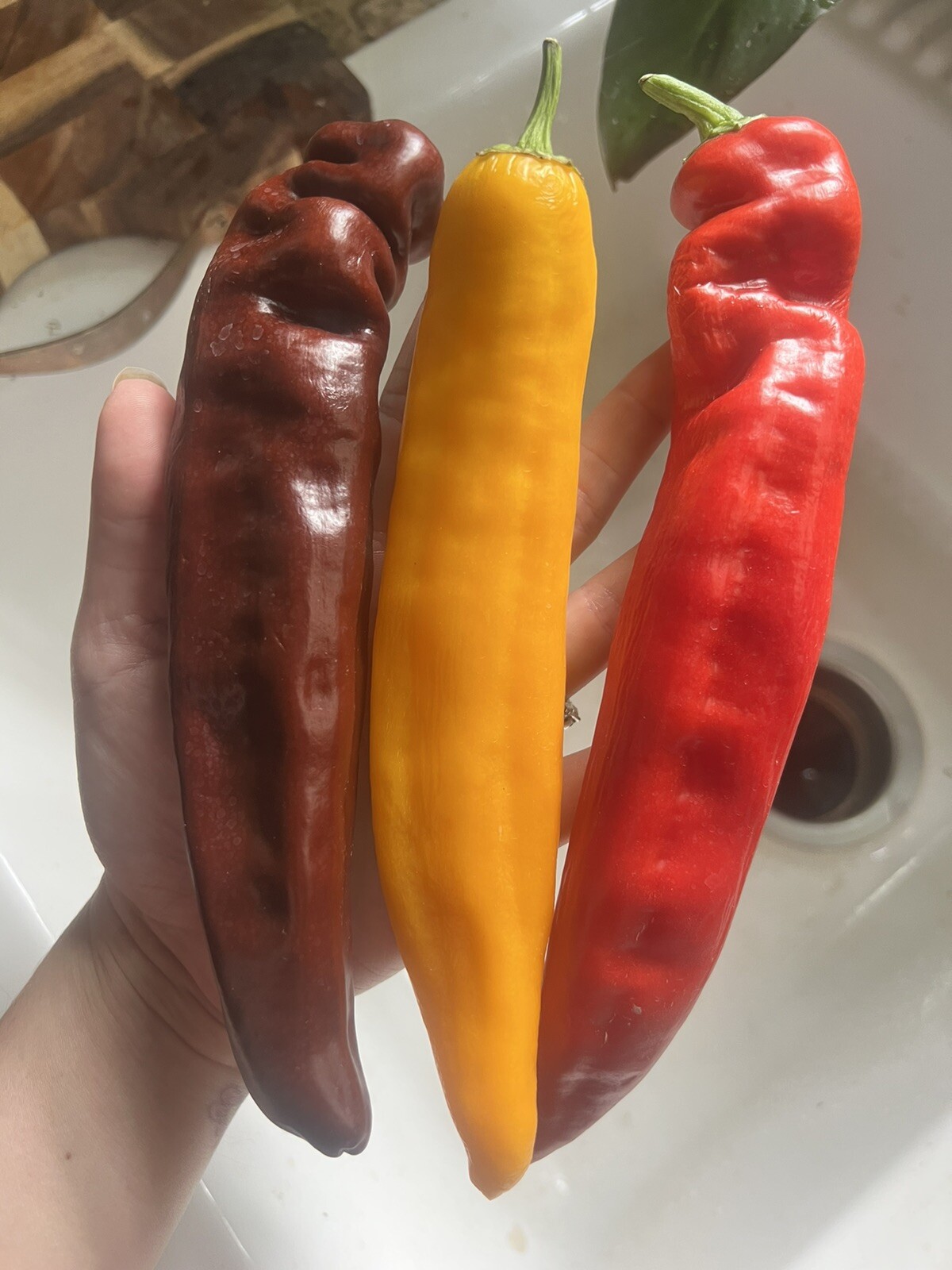 35 XL Sweet Pepper Seeds Multicolor Vegetable Garden Grow Your Own Produce Easy