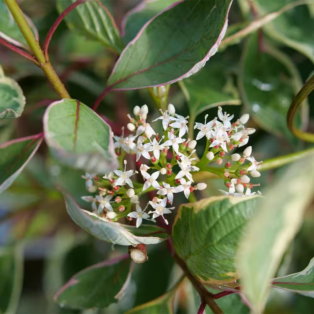 2 Gal. Sgt Pepper Dogwood Shrub