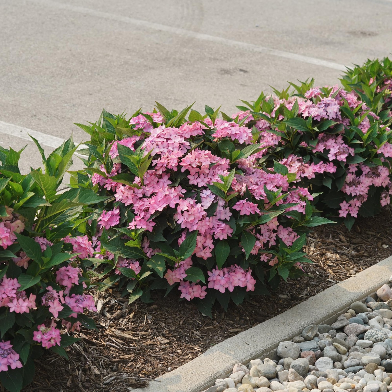 Proven Winners 2 Gal. Lets Dance Can Do Hydrangea Shrub 18133