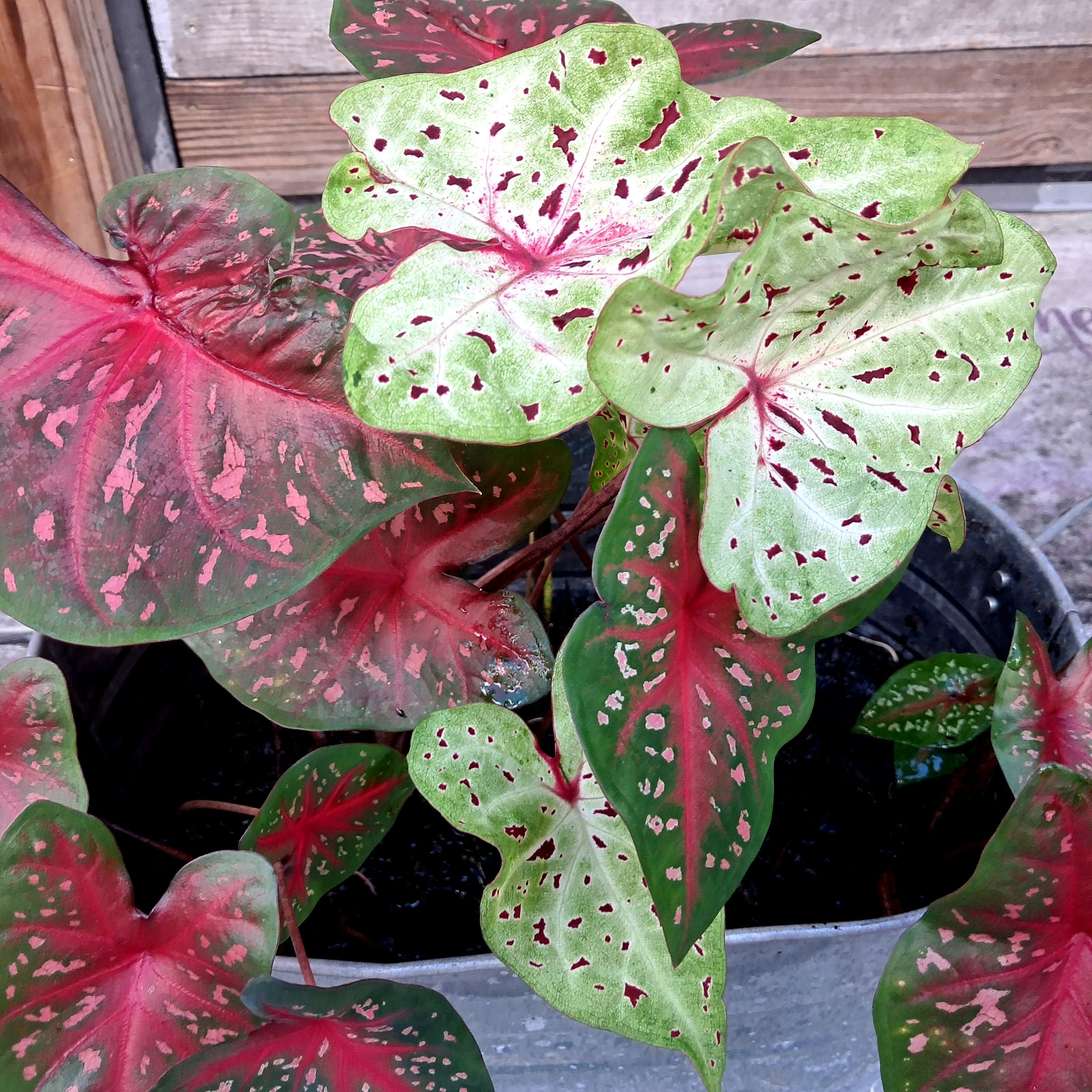 Caladium Bulbs for Planting , Mix 4 Bulbs Multi Colors from Florida