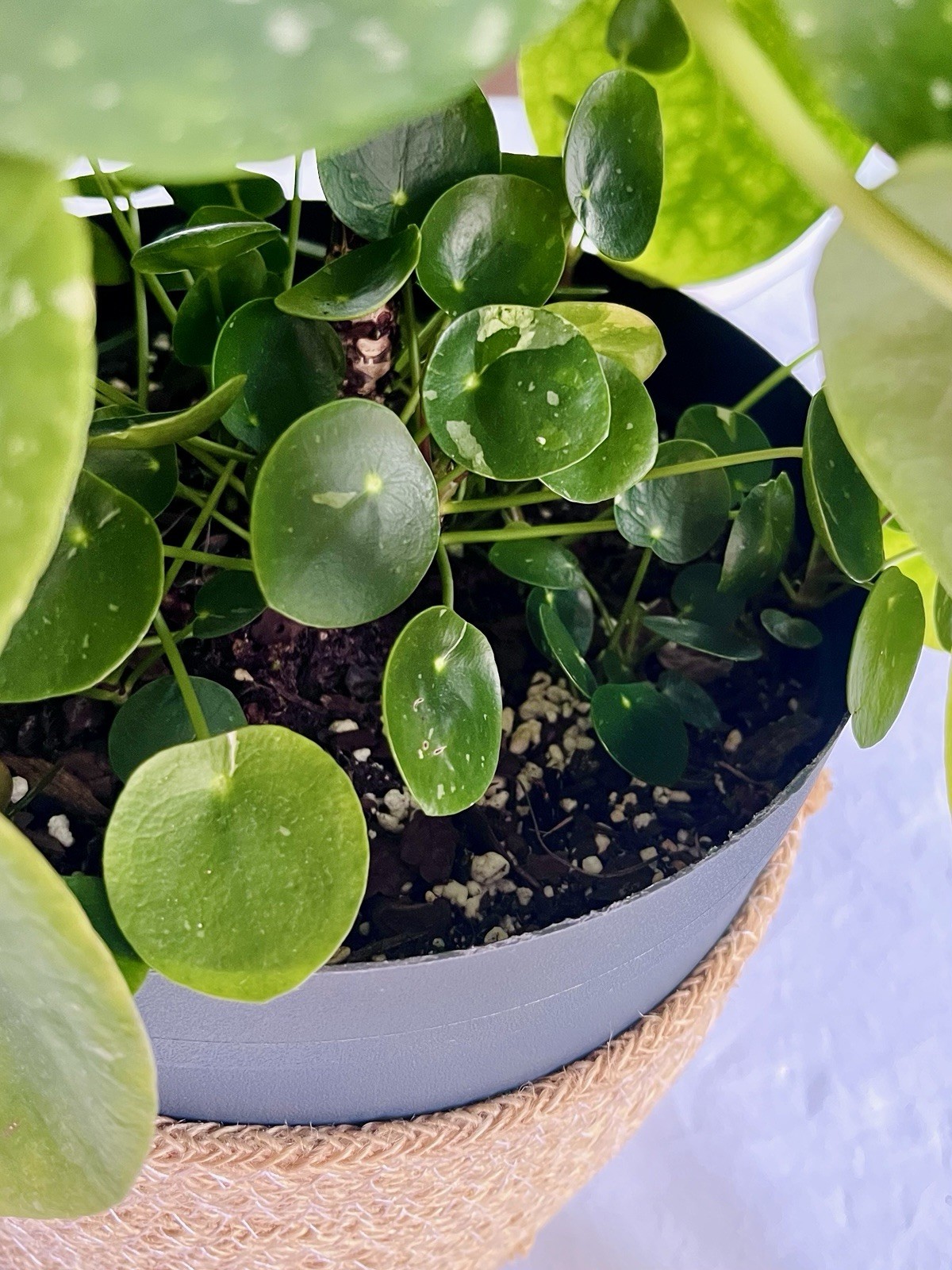 Rare Plant Variegated Pilea Peperomioides White Splash Fresh Cuttings Houseplant