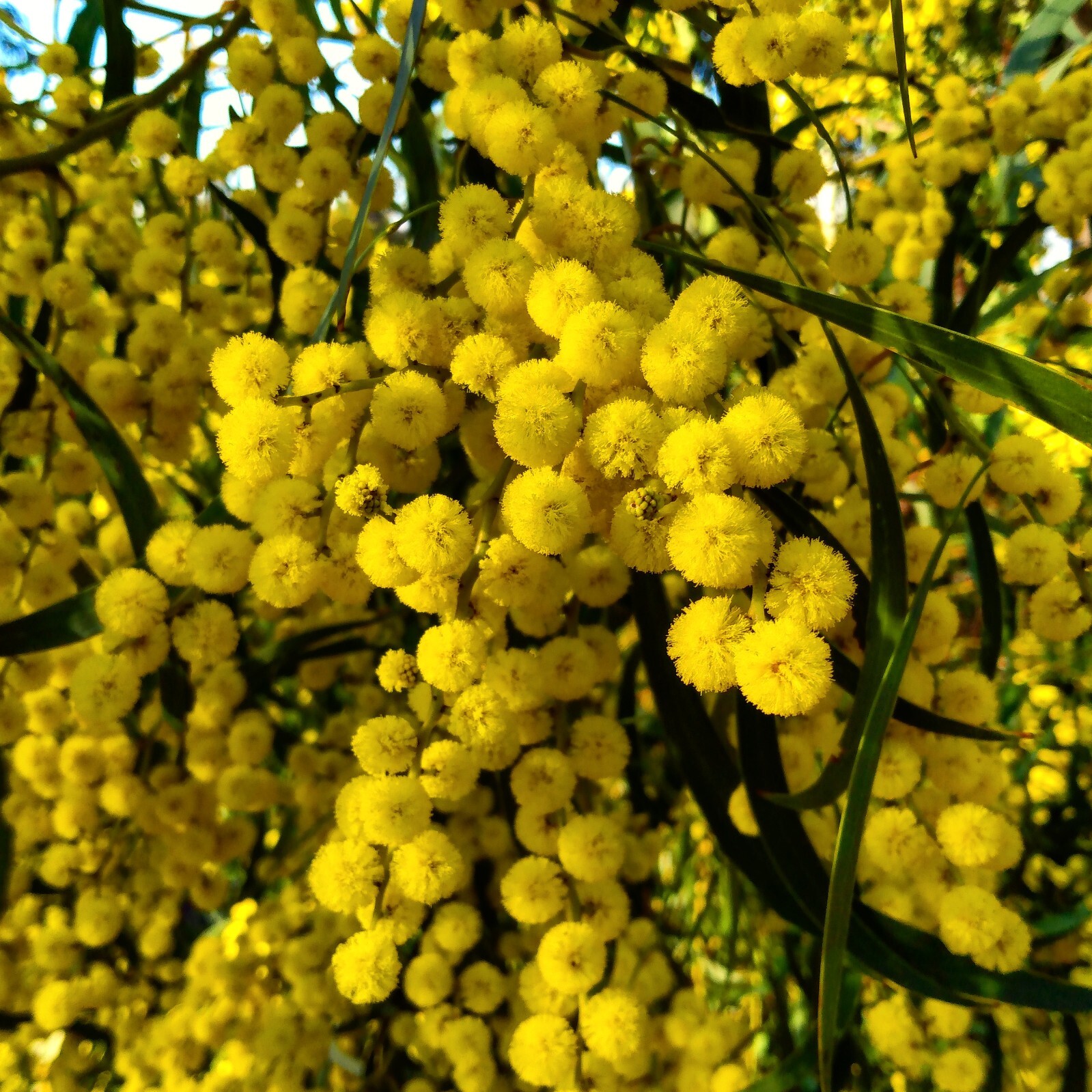 50+ Acacia species Seed Sample Pack – Australian Legume