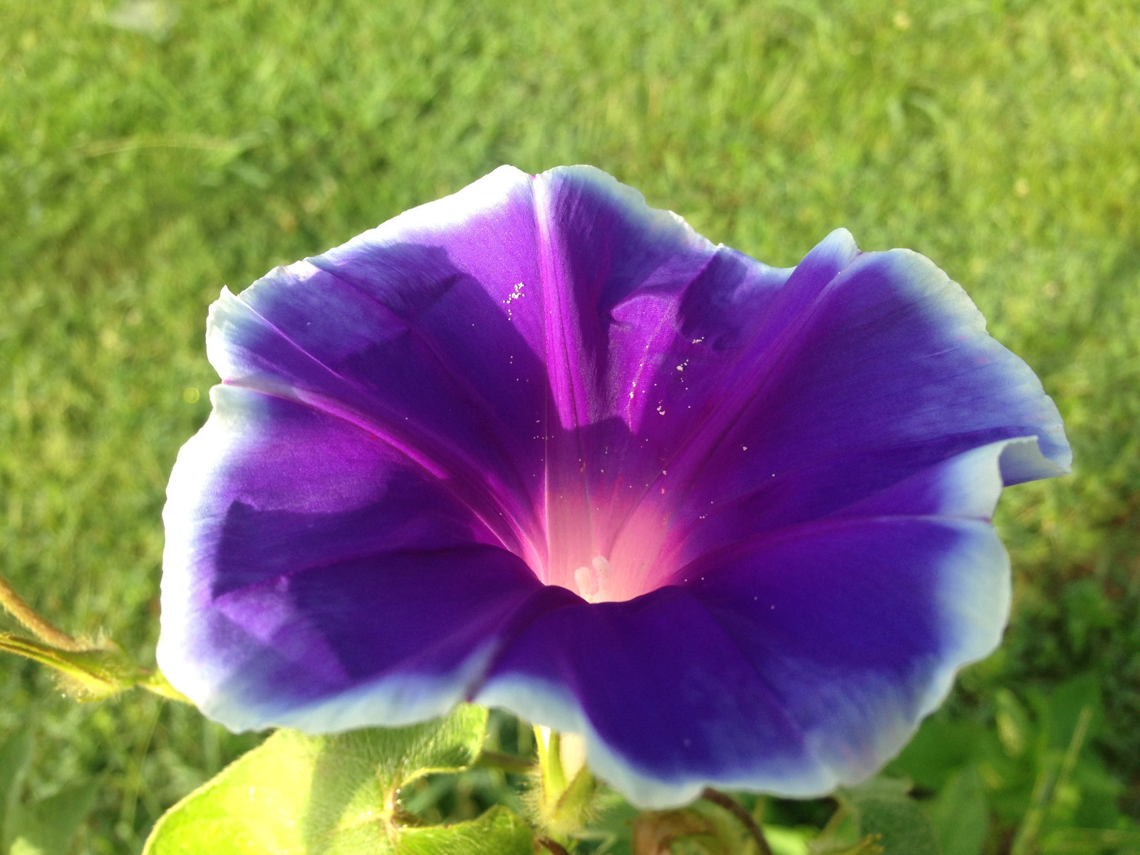 Japanese Morning Glory-PURPLE ICE-8 Seeds-Grown in my yard in the US-2022
