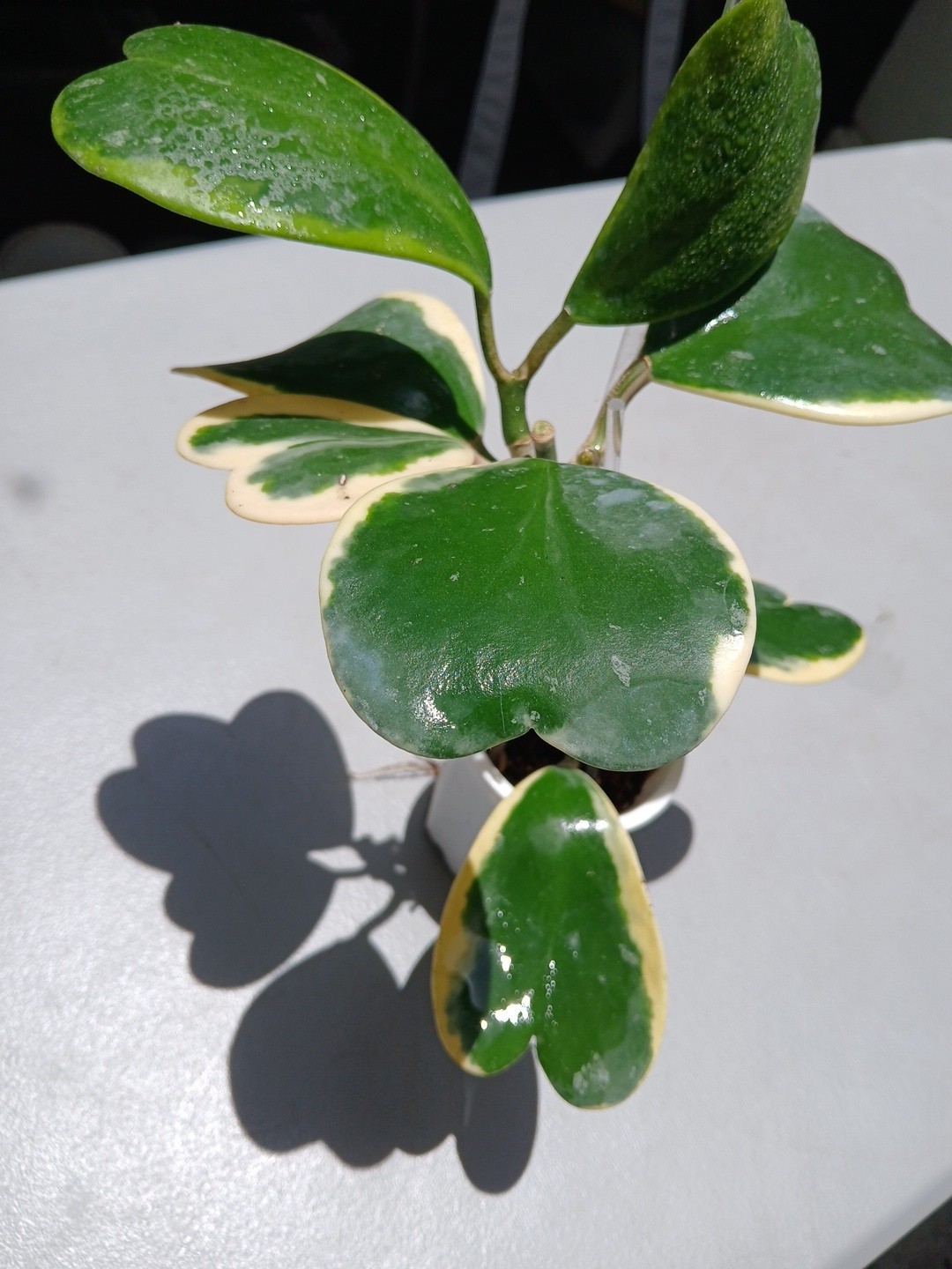 #913- HOYA KERRI VARIEGATED LIVE PLANT, LARGE LEAF, LARGE PLANT,