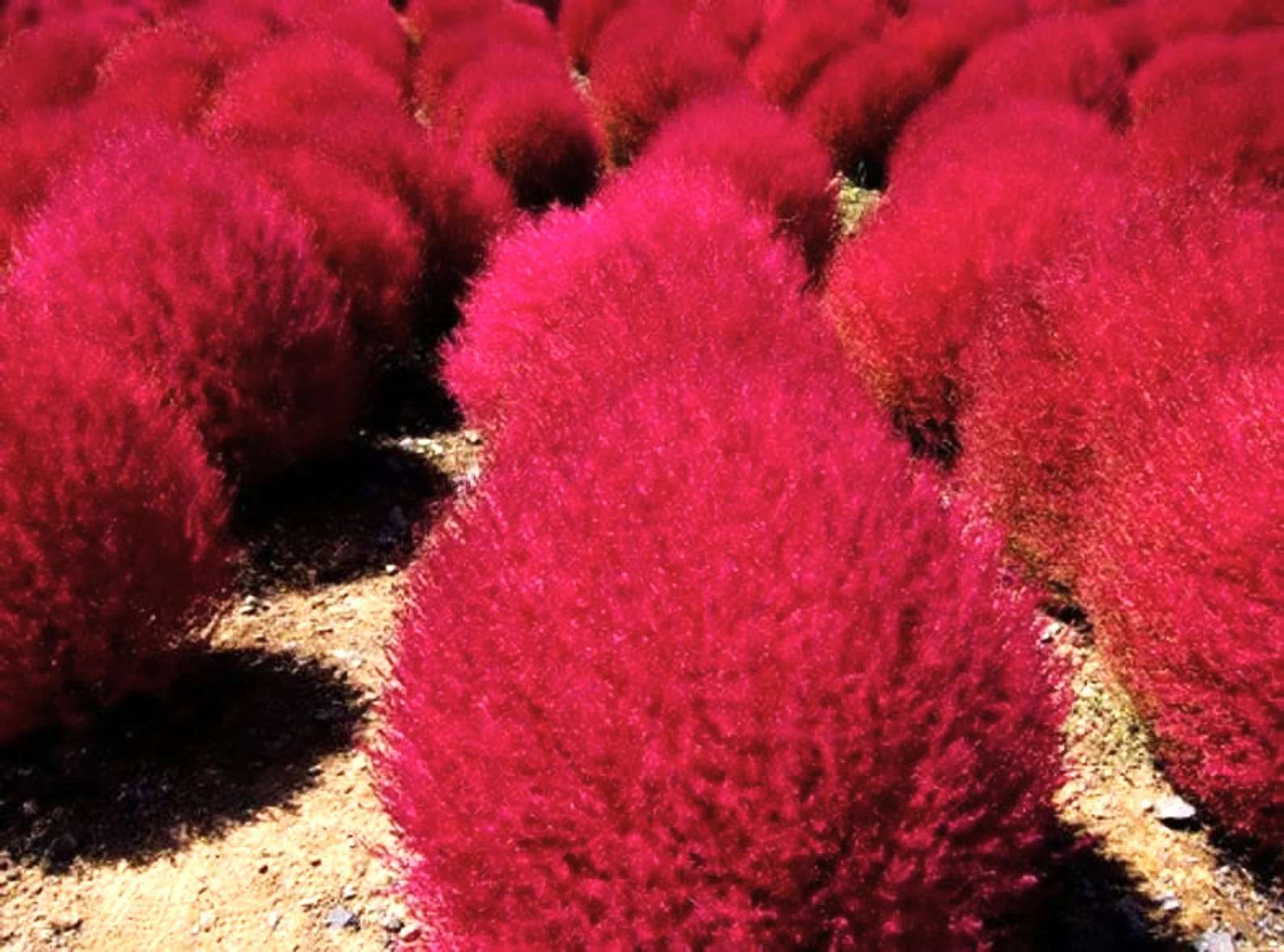 Red Globe Burning Bush Seeds – For 2026 Planting Kochia Scoparia Summer Cypress