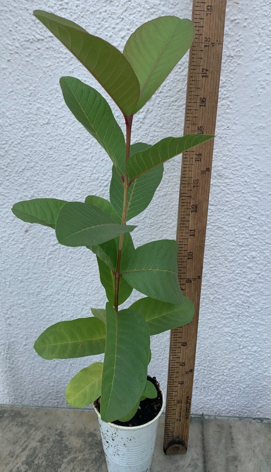 1 Cream White Tropical Guava Big Fruit Tree Psidium Guajava Starter Tree App 10″