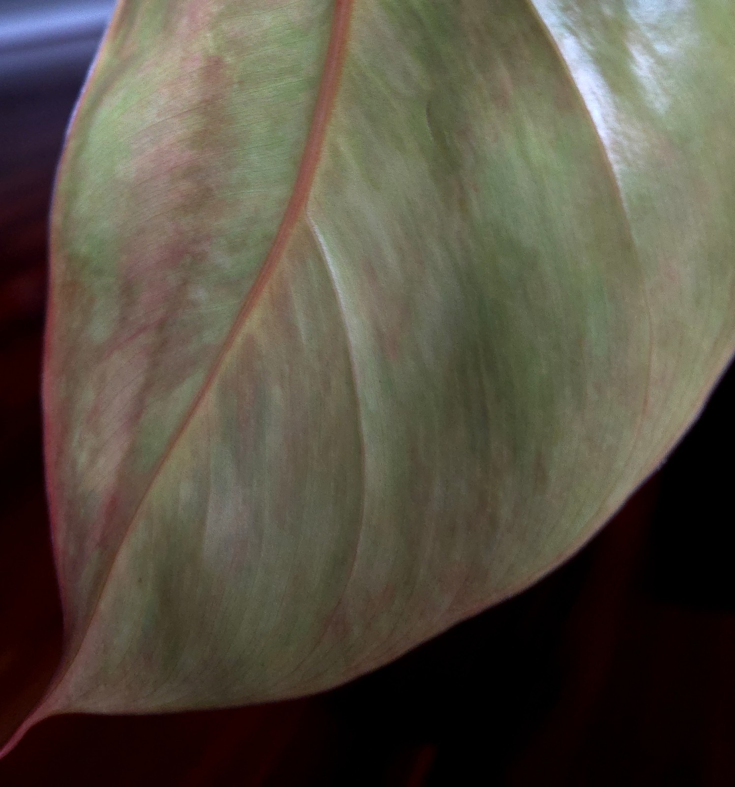 Rare Philodendron Variegated Golden Erubescens 18″ Tall Not Monstera Anthurium