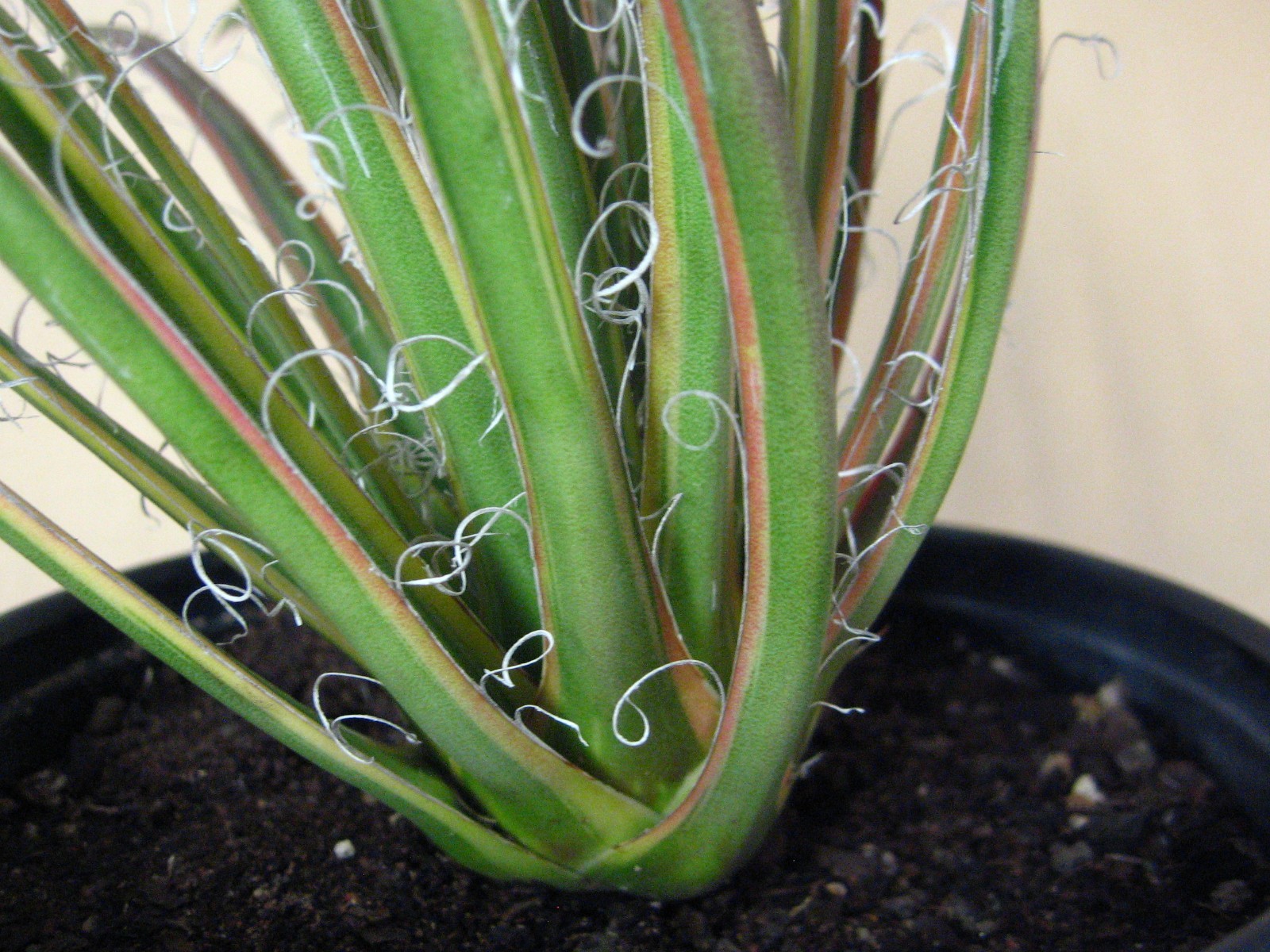 Agave “Leopoldii II” Marginata Aurea — Rare Succulent