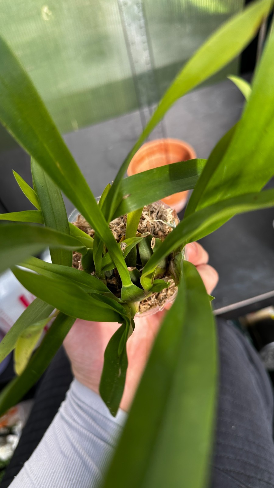 Oncidium Twinkle ‘CT White Strong’ [Fragrant]