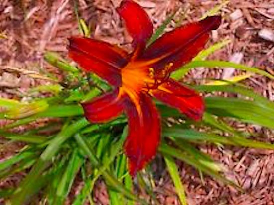 Lot of 5 “Crimson Pirate” Daylilies–will provide you dark red in the fall!