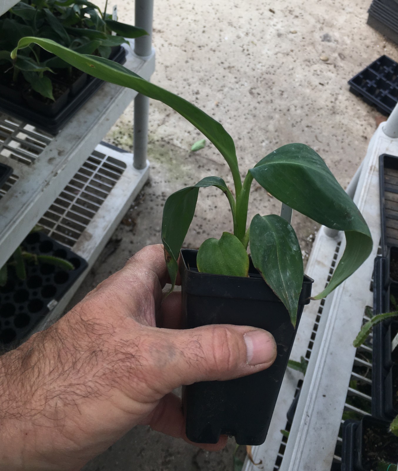 Tall Namwah aka Pisang Awak – VERY COLD HARDY – Live Banana Plant