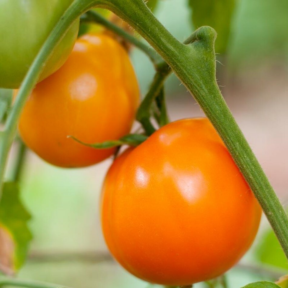 Tomato Heirloom Valencia Lycopersicon Vine Esculentum Large Round Juicy 50 Seeds