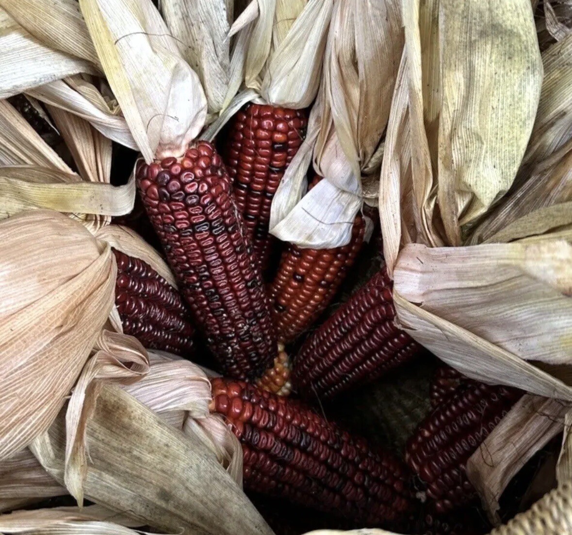 2 Oz Bloody Butcher Red Ornamental Dent Corn Seeds Milling No Pesticides