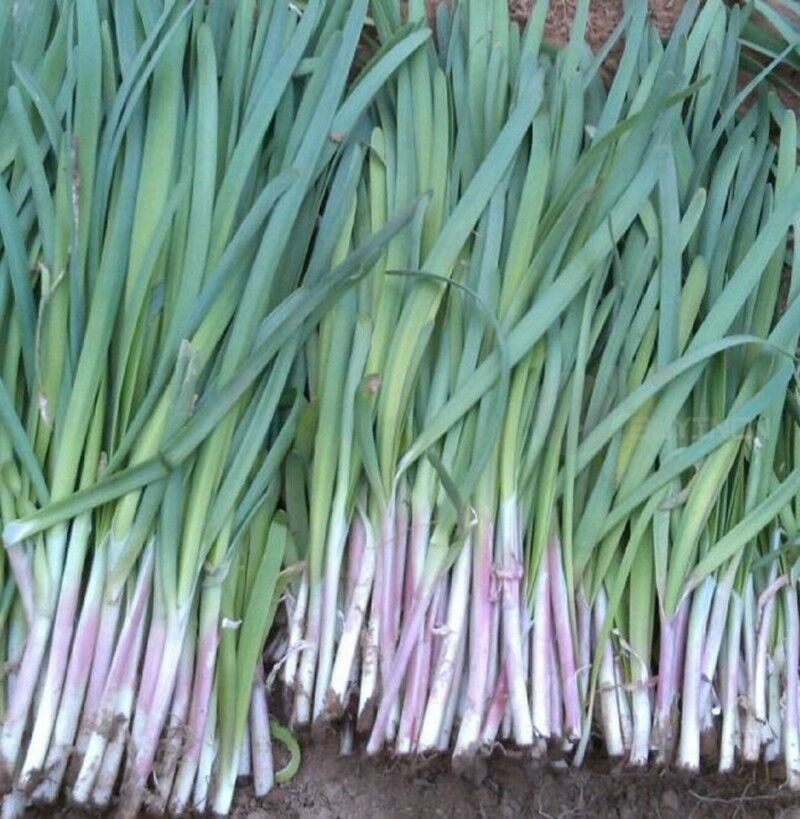 Purple Garlic Chives Plants Bare Root the Strongest Fragrant vs White Herb 紫根韭菜