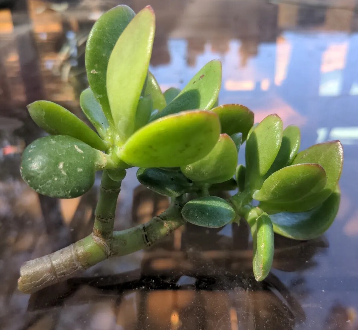 Jade Plant Cutting (4-6 Inches)