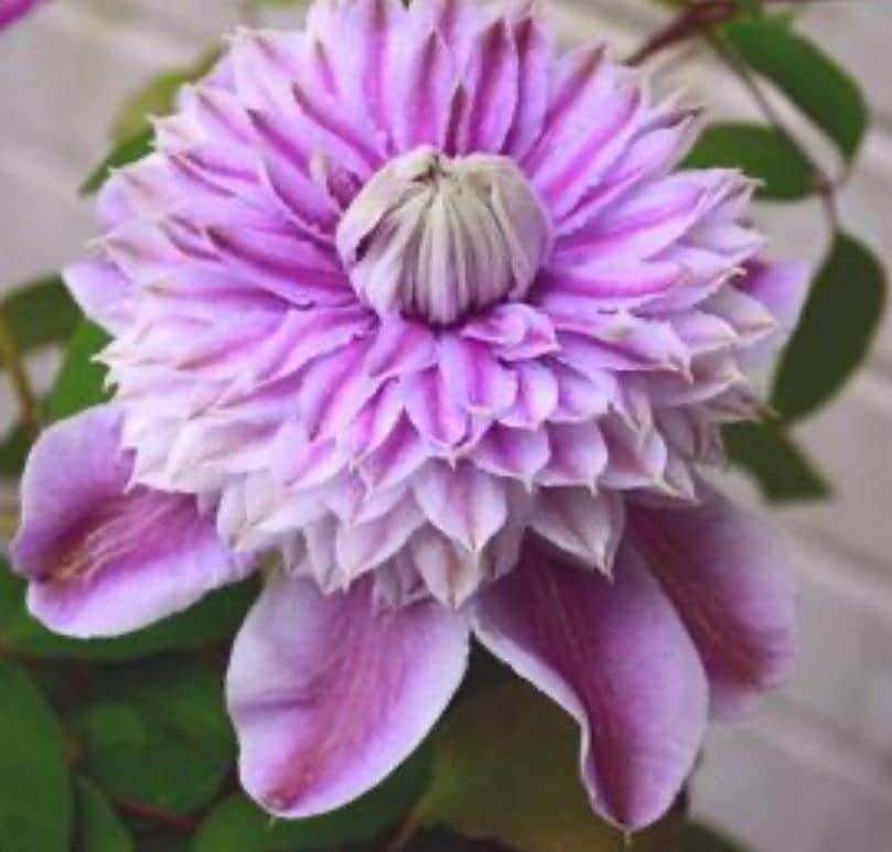 1 “Josephine Evijohil” Clematis Starter Plant (Not Seeds) – US Seller