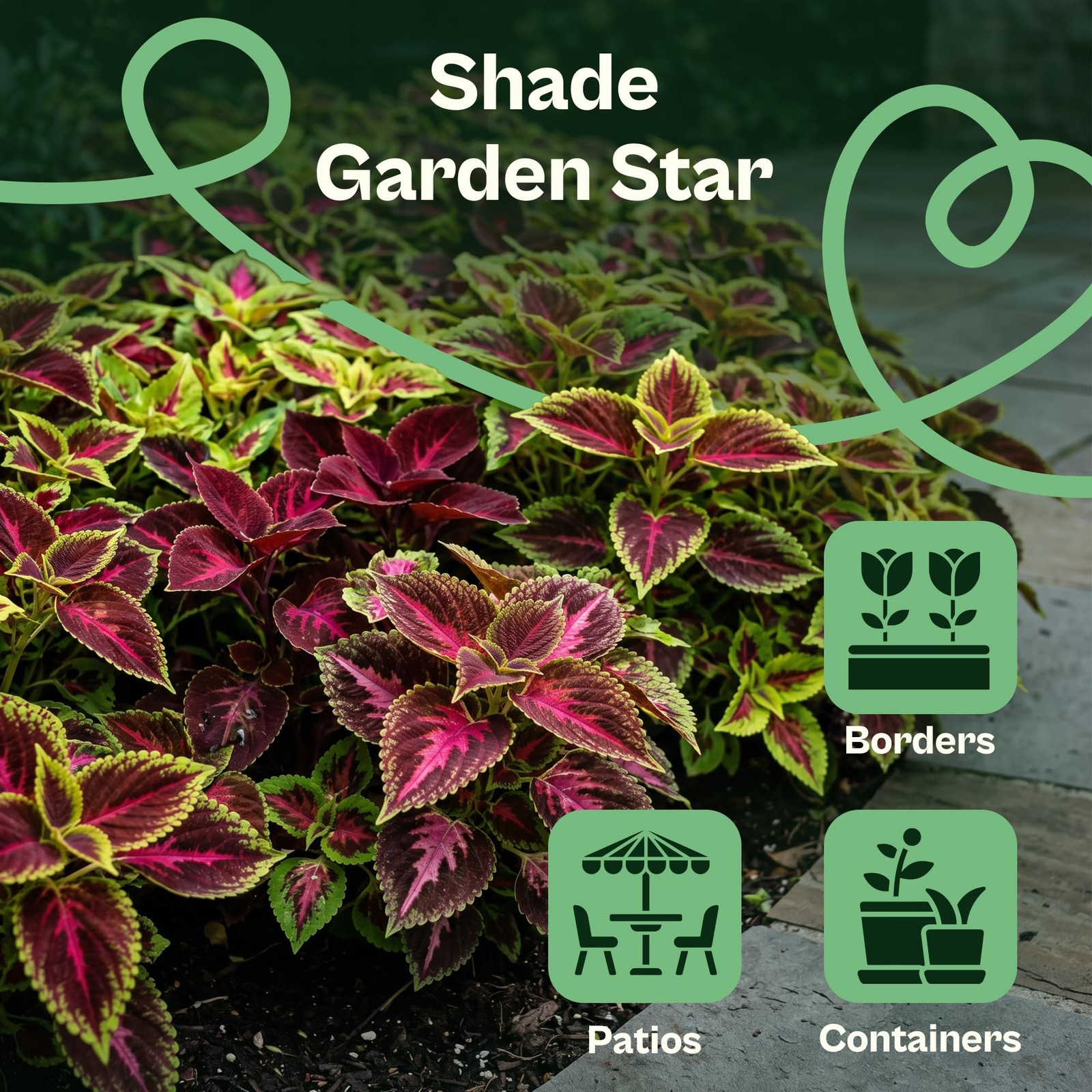 SVI 1200 Rainbow Coleus Seeds (Plectranthus Scutellarioides) – Painted Multi
